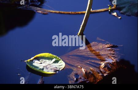 Yellowing Lily Pad Floating on Reflective Pond Stock Photo