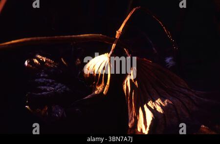 Backlit Withered Lotus Pods Among Dried Leaves Stock Photo