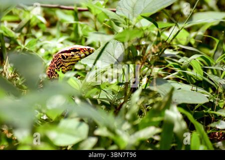 The monitor lizard rests low among the lush green grass and foliage, showcasing intricate patterns on its skin. Stock Photo