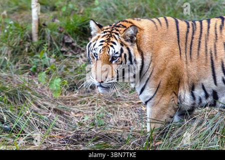 A magnificent tiger walks silently through dense green grass in a forested area. Stock Photo