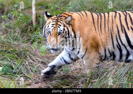 A magnificent tiger walks silently through dense green grass in a forested area. Stock Photo