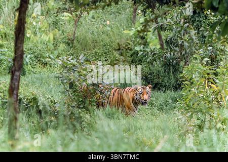 A magnificent tiger walks silently through dense green grass in a forested area. Stock Photo