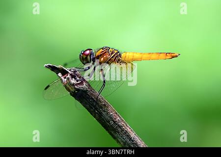 A stunning macro photograph of a colorful dragonfly perched on a twig with young leaves and fine spider webs. Stock Photo