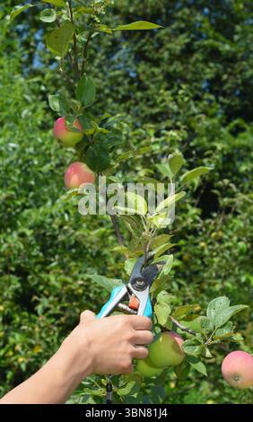 Summer pruning. Summer pruning of apple trees, typically done in late summer Stock Photo