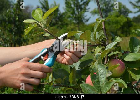 Apple tree summer pruning. How to prune apple trees in summer garden Stock Photo