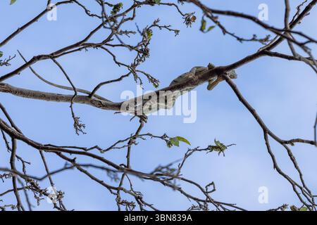 Lesser Antillean Iguana sitting on a tree, Sint Maarten, Lesser Antills Stock Photo