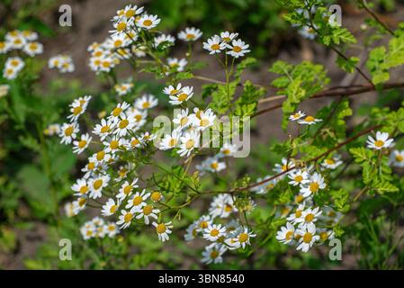 Feverfew (Tanacetum parthenium / Chrysanthemum parthenium) in flower in late spring / early summer Stock Photo