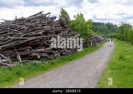 Pile of logs by the side of a footpath in Germany Stock Photo
