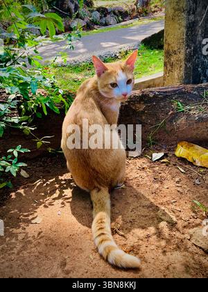 A curious cat enjoying the serene outdoors, with its golden fur and playful tail, adding charm to the peaceful landscape. Stock Photo