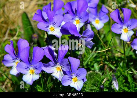 The incomparable beauty of Viola calcarata in the meadows of the Bucegi plateau Stock Photo