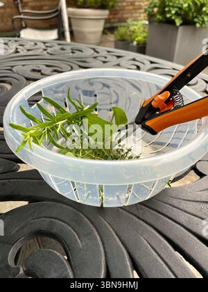 Close up of a bowl and scissors of fresh herbs harvested from a residential garden, 2025, USA Stock Photo