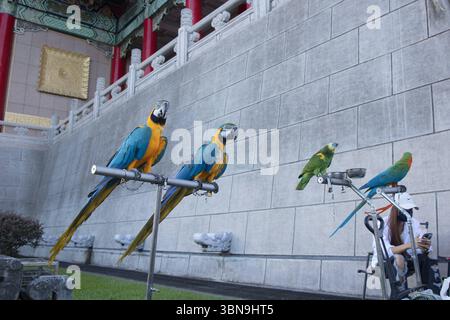 Picture of Macaw owners let their birds fly for training at Chiang Kai-shek ...