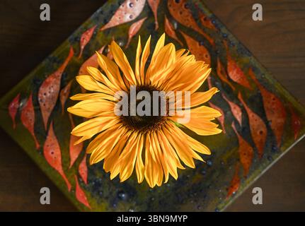 A golden Common sunflower  ( Helianthus annuus ) with single flower in a small vase on glass plate : Stock Photo