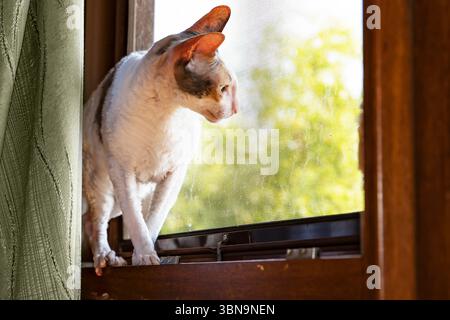 Close-up portrait of Cornish Rex cat with curly fur and green eyes looking out the window through mesh screen. Natural daylight, indoor pet photograph Stock Photo