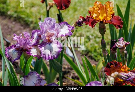 Lavender and orange bearded irises in full bloom with ruffled petals and bold colors, captured in sunlight in a garden setting during spring. Stock Photo