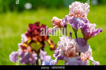 Pink and lavender bearded irises in bloom with blurred burgundy flower in front, captured in sunlight against a bright green spring garden backdrop. Stock Photo