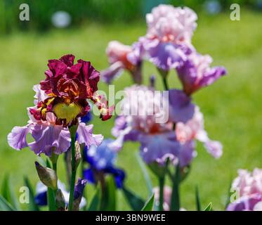 Burgundy and lavender bearded iris in bloom with softly focused pastel irises behind, photographed in bright spring light in a vibrant garden setting. Stock Photo