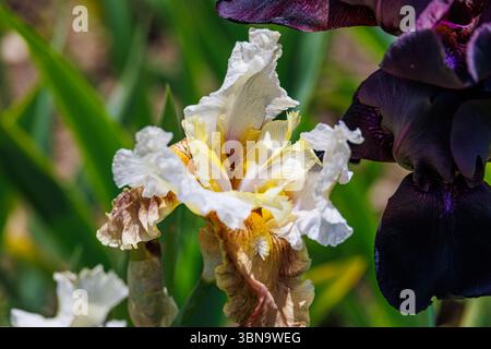 Creamy white and yellow bearded iris in full spring bloom with ruffled petals, shown beside a deep purple iris in a sunny green garden setting. Stock Photo