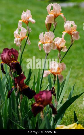 Elegant peach and burgundy bearded irises blooming in a lush spring garden, captured in daylight with green grass background and vertical flower stems. Stock Photo