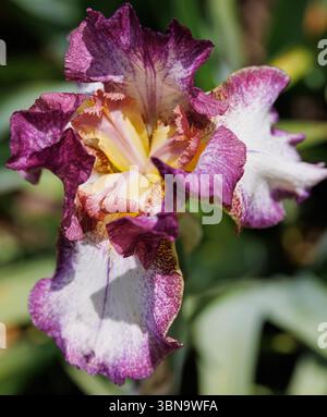 White and burgundy bearded iris in full spring bloom with bold ruffled petals, photographed in bright sunlight against a soft green garden background. Stock Photo
