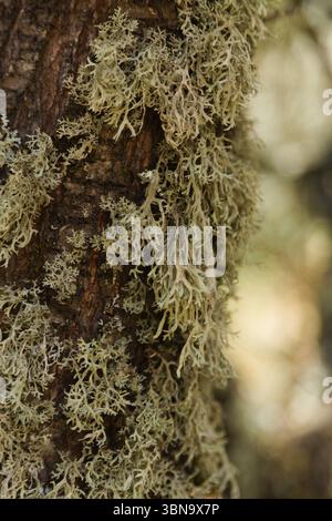 Biota of Gran Canaria - oakmoss, Evernia prunastri, on small tree ...