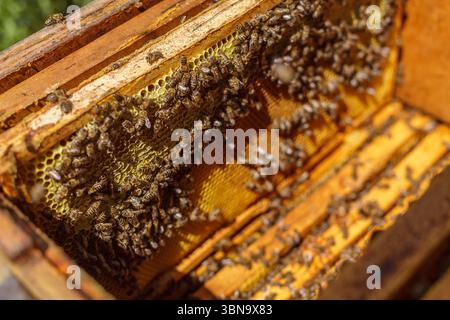 Bees clustered on honeycomb inside hive during summer harvest showing brood cells, wax texture, and colony life in detail Stock Photo