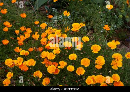 Orange California Poppies Stock Photo
