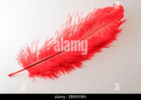 Diagonal single large red wispy feather isolated on a white background Stock Photo