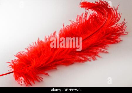 Diagonal single large fire-rngine red wispy Ostrich feather isolated on a white background Stock Photo