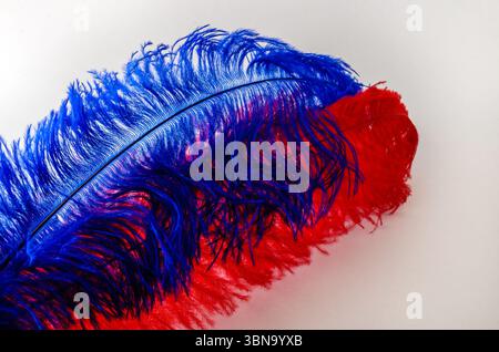 Close-up of  red and blue Ostrich feathers laying at a diagonal isolated on a white background Stock Photo