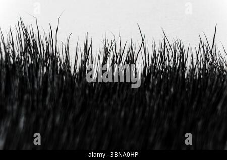 Spiky black animal hair silhouetted against a white background Stock Photo