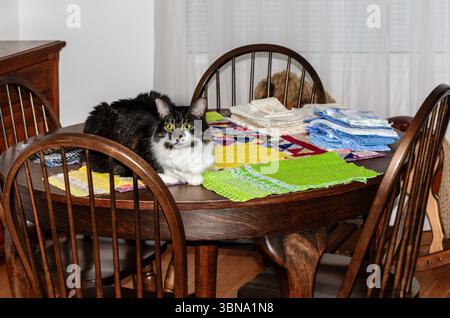 Pet cat laying on top of fabric pieces on a wooden table top Stock Photo