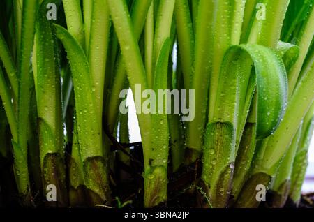 close-up of  fresh Hosta stalks covered in dew drops against a bright background Stock Photo