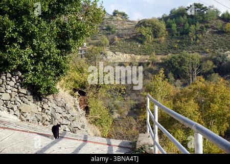 Cyprus village, A black cat walking along a stone path that descends. The path is bordered by a white railing on the right side, and a small section of a red or orange railing is visible near the bottom left. The hillside is covered in a mix of green and brown vegetation, with trees and shrubs scattered across the landscape. A small building or structure is partially visible in the mid-ground. The sky is a light blue with a few Stock Photo
