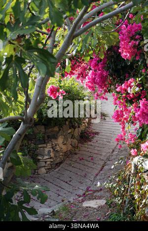 Cyprus village, A winding stone path that meanders through a lush garden. The path is made of light-colored stones and is bordered by a low stone wall on one side. The garden is filled with a variety of plants, including pink bougainvillea flowers and green foliage, creating a vibrant and colorful scene. A tree with green leaves partially obscures the path, and a section of a stone wall is visible behind it. The ground around the path is covered in small, scattered pink petals, adding to the overall charm of the Stock Photo