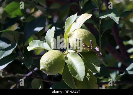 Dalyan is a charming riverside town in Muğla Province, situated between Bodrum and Marmaris, Turkey., The image shows two unripe, light green lemons hanging from a branch. The lemons are surrounded by lush green leaves, which are a vibrant shade of green. The leaves are arranged in a way that casts shadows on the lemons and the branch. The background is blurred, drawing focus to the lemons and leaves in the foreground. The branch appears to be a dark brown or reddish-brown color. An artist's eye & imagination shaped Stock Photo