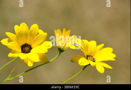 Three vibrant yellow daisy-like flowers, with prominent dark centers and slender green stems, are showcased against a softly blurred, warm beige backg Stock Photo