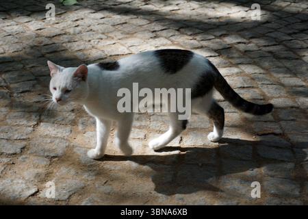 Istanbul, Turkey. The largest city in Turkey and one of the world’s few transcontinental cities, spanning both Europe and Asia across the Bosphorus Strait., A white cat with black spots is walking on a cobblestone path. The cat's tail is curved in an elegant arc as it moves towards the right side. The cobblestones are arranged in a pattern, creating a textured surface. The cat's fur is predominantly white with black spots, and its eyes are a light color, possibly blue or gray. The cat is walking on a path that is a mix of light and dark gray/brown cobblestones. An artist's eye & imagination Stock Photo