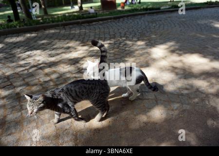 Istanbul, Turkey. The largest city in Turkey and one of the world’s few transcontinental cities, spanning both Europe and Asia across the Bosphorus Strait., In a tranquil park setting, two cats are captured in a moment of leisure. The cat on the left is a tabby with a black and white coat, its tail held high in the air. The cat on the right is a white cat with black spots, its tail also raised. They are walking on a cobblestone path that extends into the distance, where a grassy area and trees are visible. The ground is a mix of dirt and cobblestones. The scene is bathed in soft sunlight, Stock Photo