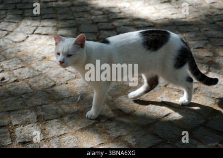 Istanbul, Turkey. The largest city in Turkey and one of the world’s few transcontinental cities, spanning both Europe and Asia across the Bosphorus Strait., A white cat with black spots is walking on a cobblestone path. The cat's tail is held high, and it is looking to the left. The cobblestones are a mix of gray and brown, and the ground is a light tan or beige color. The cat's fur appears soft and fluffy. An artist's eye & imagination shaped Stock Photo