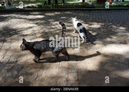 Istanbul, Turkey. The largest city in Turkey and one of the world’s few transcontinental cities, spanning both Europe and Asia across the Bosphorus Strait., The image shows two cats in a park setting. The cat on the left is a gray tabby with a long tail, walking towards the left side of the image. The cat on the right is a white cat with black spots, walking towards the right side of the image. The park features a cobblestone path and a grassy area in the background, with trees visible in the distance. The ground is a mix of dirt and cobblestones. An artist's eye & imagination shaped Stock Photo