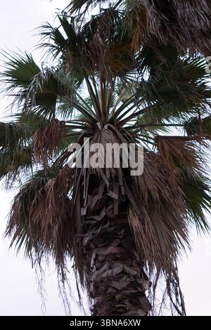 Istanbul, Turkey. The largest city in Turkey and one of the world’s few transcontinental cities, spanning both Europe and Asia across the Bosphorus Strait., A tall palm tree with a thick, textured trunk and a crown of green fronds. The fronds are a mix of green and brown, with some appearing dry or withered. The tree is set against a light gray sky, and the perspective is from below, looking up at the tree. The trunk is covered in a layer of dried, brown leaves and branches. An artist's eye & imagination shaped Stock Photo