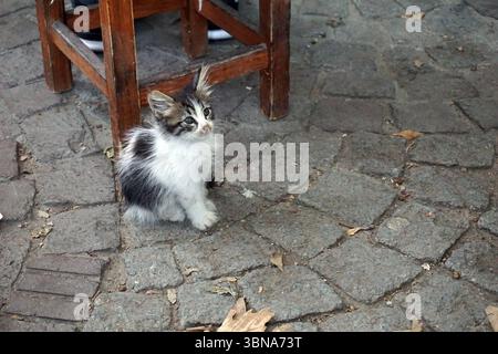Istanbul, Turkey. The largest city in Turkey and one of the world’s few transcontinental cities, spanning both Europe and Asia across the Bosphorus Strait., A small, white and black kitten with striking blue eyes is sitting on a cobblestone surface. The kitten is positioned under a wooden stool, which is on the left side of the image. The cobblestones are a mix of gray and brown, and scattered leaves are visible on the ground. The kitten's fur is predominantly white with black markings on its head and back. An artist's eye & imagination shaped Stock Photo