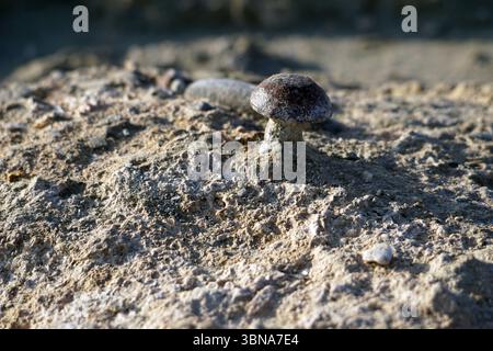 Cyprus, Larnaca Salt Lake, The image shows a small, dark brown mushroom with a slightly textured surface, growing from a light beige, rocky surface. The mushroom has a small cap and a stem, and is positioned slightly to the left of the center of the frame. The background is out of focus, with a mix of light and dark tones, and appears to be a natural setting. An artist's eye & imagination shaped Stock Photo