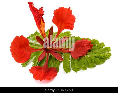 Flamboyant flower and leaf isolated on white Stock Photo