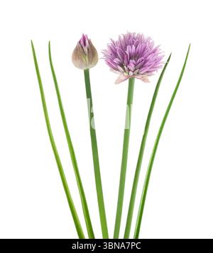 Fresh Chives  isolated on white background Stock Photo