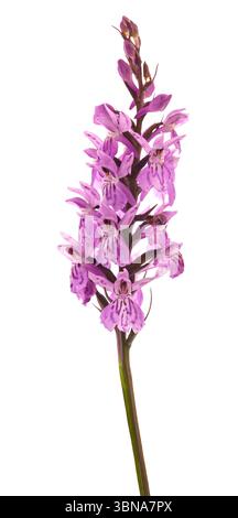 Heath Spotted orchid isolated on white Stock Photo