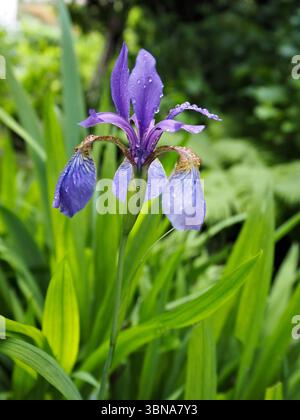 Close-up of Iris sibirica, or Siberian iris, with water droplets on purple petals surrounded by fresh greenery. Stock Photo
