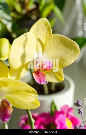A close-up of a vibrant yellow orchid with a vibrant pink-red center. The flower's delicate petals and intricate details are highlighted by soft natur Stock Photo