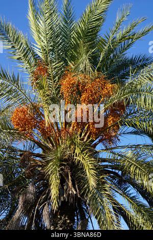 Cyprus, Larnaca Salt Lake, A palm tree with a vibrant green crown and long, slender fronds. The crown is adorned with clusters of orange-red fruits, likely dates, which are still developing. The tree is set against a clear blue sky, creating a striking contrast with the green and orange hues of the palm. The perspective is from below, looking up at the tree, emphasizing its height and grandeur. The tree trunk is visible at the base of the palm tree. An artist's eye & imagination shaped Stock Photo
